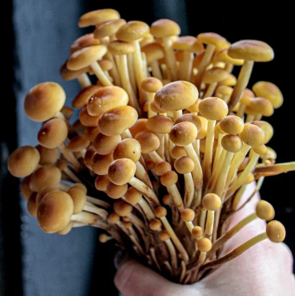 enoki mushroom uk​