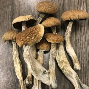 Amazonian Psilocybin Mushroom UK