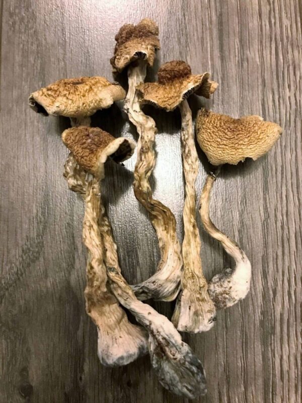 Psilocybin Magic Mushroom UK