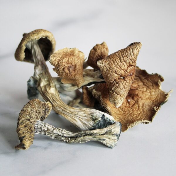 Golden Teacher Magic Mushroom UK