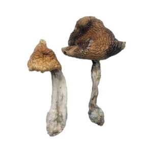 Hawaiian Magic Mushroom UK