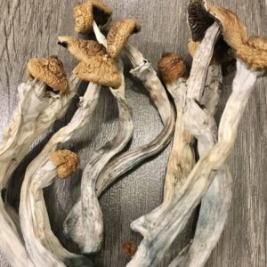 Hillybilly Cubensis Mushroom UK