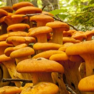 Jack-O Lantern Mushroom UK