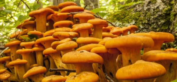 Jack-O Lantern Mushroom UK