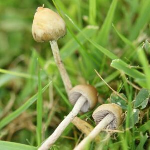 Liberty Cap Mushroom UK