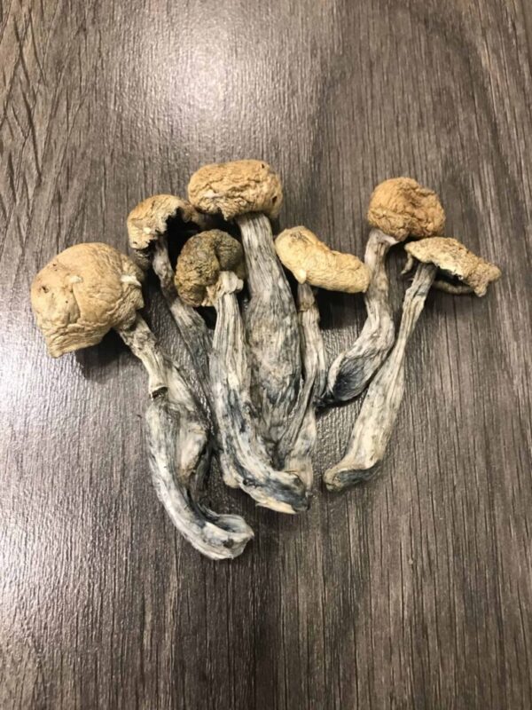 Mazatapec Magic Mushroom UK