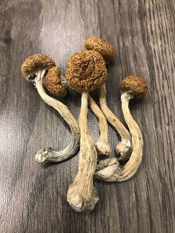 Mexican Magic Mushroom UK