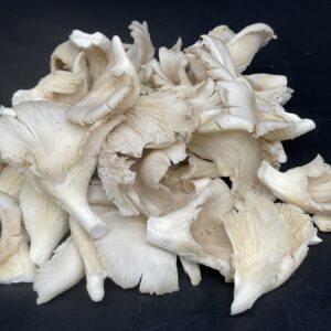 Grey Oyster Mushrooms uk