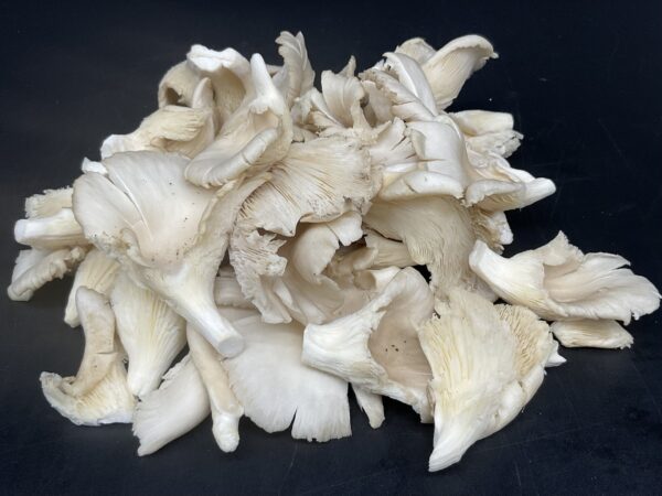 Grey Oyster Mushrooms uk