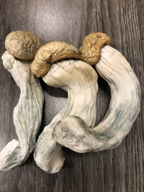 Penis Envy Psilocybin Mushroom UK