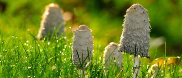 Shaggy Mane Mushroom UK