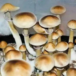 Burma Cubensis Mushroom Spores UK