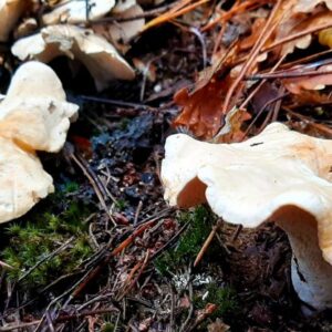 Hedgehog Mushrooms UK