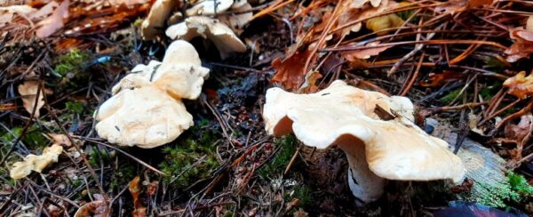 Hedgehog Mushrooms UK