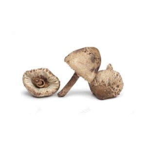 parasol mushroom uk