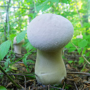 puffball mushroom UK